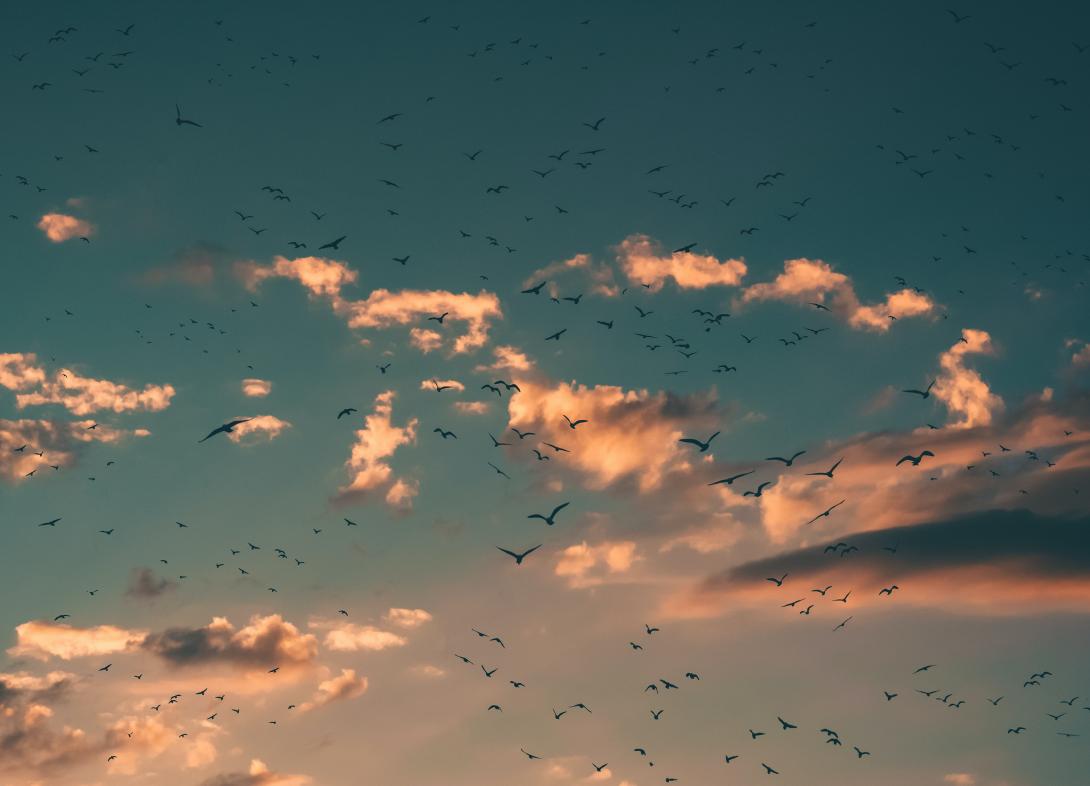 linnud taevas pilvede taustal