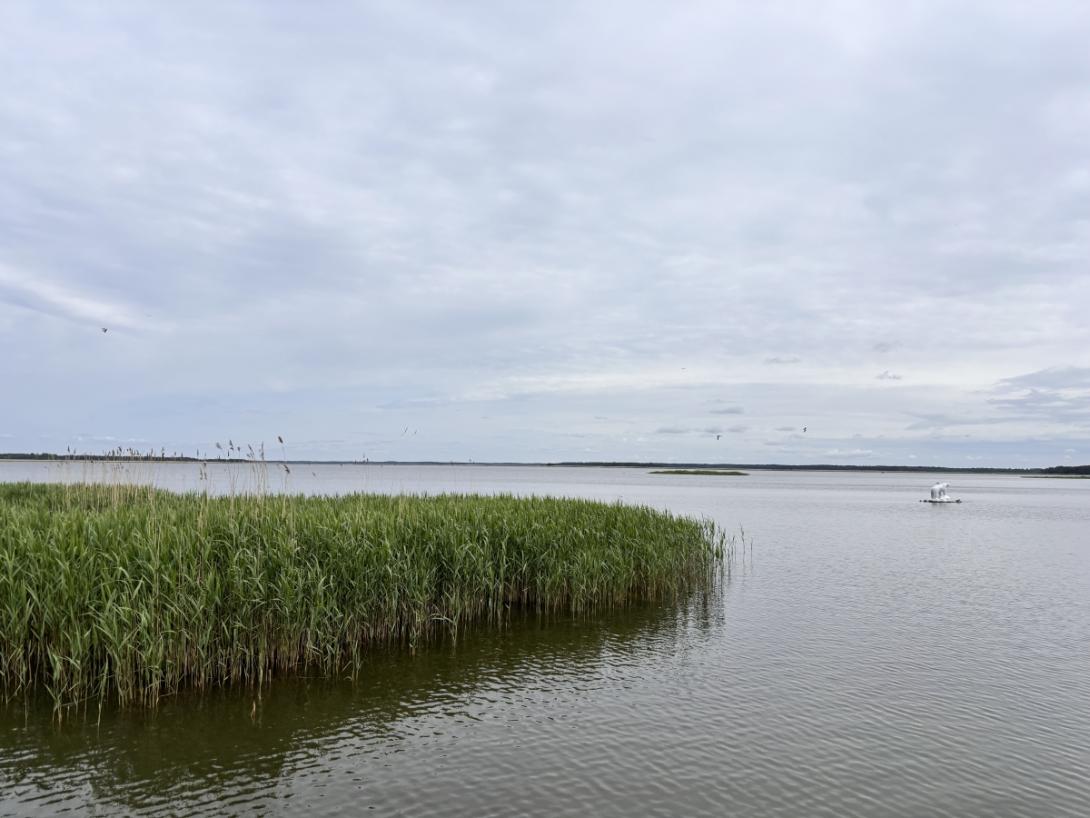 Haapsalu tagalaht, jääkaru kuju vees