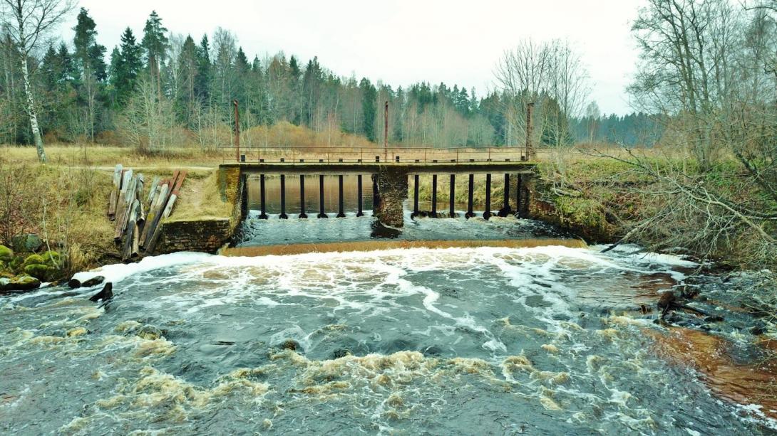 Kotka pais, puud, taevas, vesi