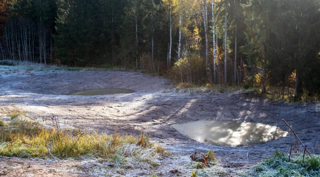 taastatud tiigid, mets