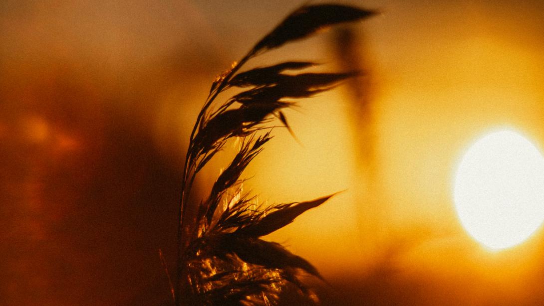 taim päikseloojangu taustal