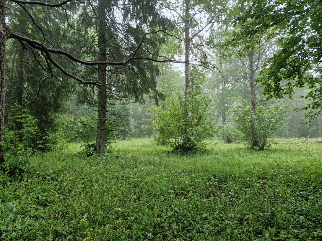 puisniit